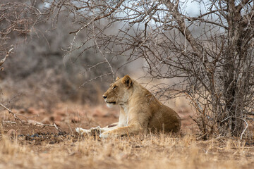 Lion, Panthera leo, Parc national du Kruger, Afrique du Sud