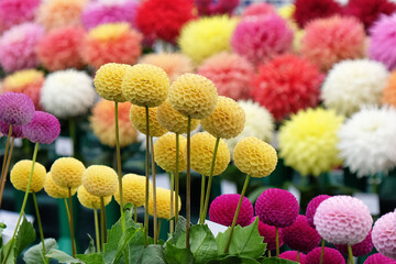 Colourful pompon and decorative dahlia flowers on display