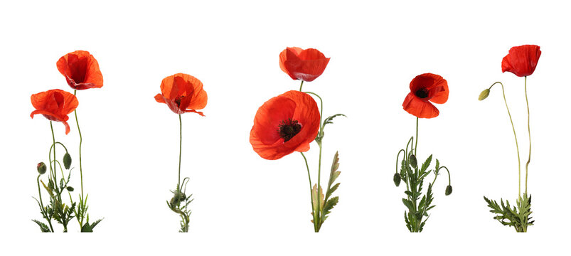 Set of beautiful red poppy flowers isolated on white. Banner design