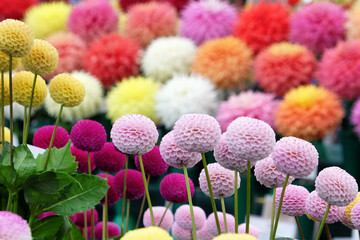 Colourful pompon and decorative dahlia flowers on display