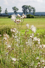 Fototapeta premium Fruiting thistle plant in field meadows Pulwy area. Feathery white seeds wind dispersal. Late summer close-up.