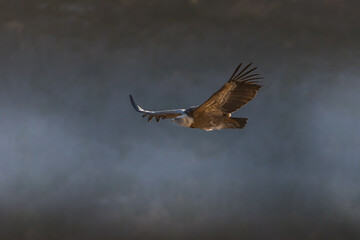Griffon vultures have been reintroduced in the Baronnies. Their adaptation is remarkable