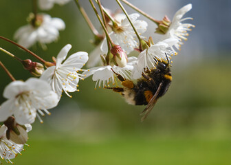 Bumblebee pollinates flowers on a sunny day