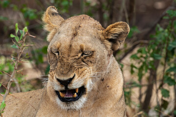 lion, femelle, lionne, Panthera leo, Afrique