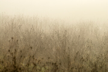 misty morning in a meadow