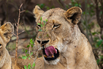 lion, femelle, lionne, Panthera leo, Afrique