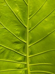 Fototapeta na wymiar Petioles pattern and green color leaves