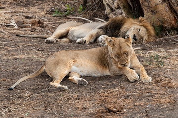 Lion, Lionne, Panthera leo, Parc national du Kruger, Afrique du Sud