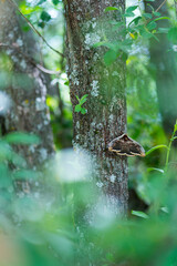GIANT PEACOCK MOTH - GRAN PAVON o PAVON NOCTURNO (Saturnia pyri), also called the great peacock moth, giant emperor moth, or Viennese emperor, Sierra de Guadarrama, Madrid, Spain, Europe