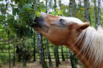 Horse eating oak leaves. Haflinger mare head reaching leaves with mouth. Side view. Horse diet.