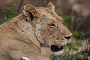 lion, femelle, lionne, Panthera leo, Afrique