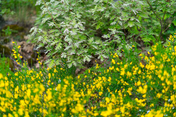 Pyrenean Oak forest and Common Broom, Sierra de Guadarrama, Madrid, Spain, Europe