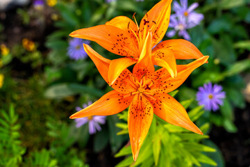 Obraz premium tiger lily flowers. botanical bright background