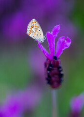 Butterfly and Spanish lavender (Lavandula stoechas), Sierra de Guadarrama, Madrid, Spain, Europe