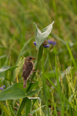 Baya Weaver on the green grass