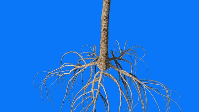 Tree growth animation sequence displaying tall bark growing and using the tree roots for resources. 