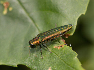 Agrilus Planipennis (Emerald Ash Borer) close-up