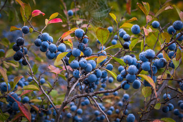 blue wild blackthorn berries after rain