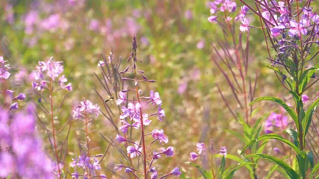 The purple willowherb flower in the garden