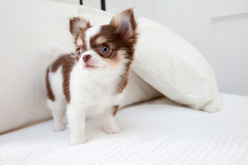 チワワ © Paylessimages