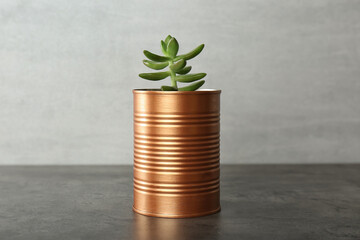 Fototapeta na wymiar Echeveria plant in bronze tin can on grey stone table, closeup