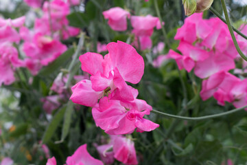 Pink sweet pea flowers (Lathyrus odoratus)	
