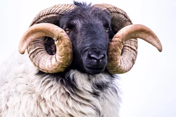 Fototapeten Impressive blackface sheep with huge horns in County Donegal - Ireland © Lukassek