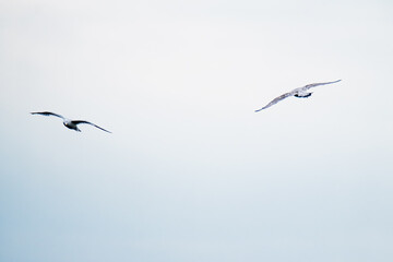 Seagull flying in the cloudy irish sky