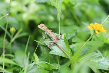 Lizard on the green leaf grass plant garden closeup