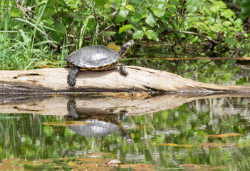 Fototapeta premium Original wildlife photograph of a single turtle sunning himself on a tree trunk lying in a pond