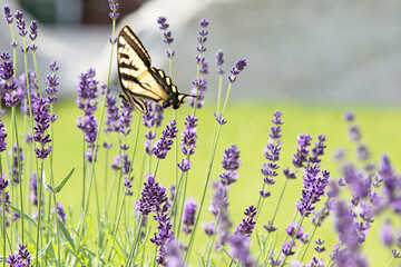 Original wildlife photograph of a yellow Swallowtail butterfly gently feeding from stem of a lavender plant in the garden