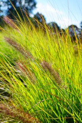  ornamental grass - Pennisetum alopecuroides -  Pennisetum Viridescens