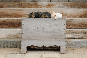 賽銭箱の上に寝ている2匹の猫