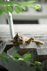 コンクリートの階段で寝ている猫