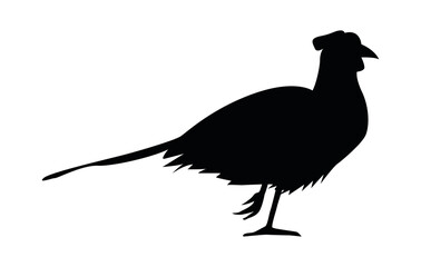 wild pheasant bird animal silhouette