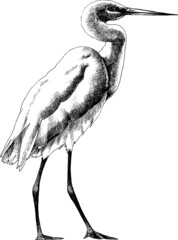 Monochrome hand drawn vector heron illustration.