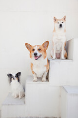 柴犬とパピヨンとコーギー