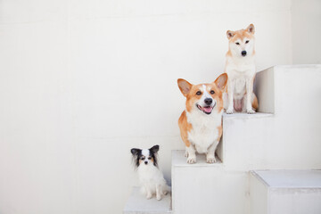 柴犬とパピヨンとコーギー