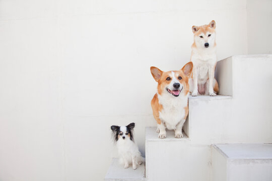 ウェルシュコーギーペンブローク の画像 86 件の Stock 写真 ベクターおよびビデオ Adobe Stock