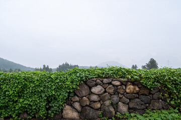 Fototapeta na wymiar Ivy plants covering the beautiful stone wall of Jeju Island, Korea