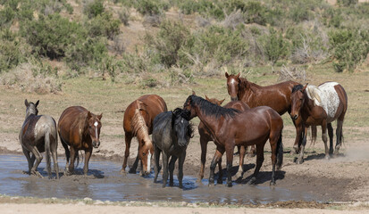 Wild Horses at a Waterhole in the Desert