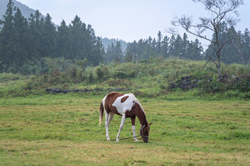 Fototapeta na wymiar A pony eating grass in a field in Jeju Island, Korea