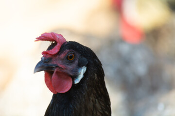 Gallinas  de raza Andaluza -España