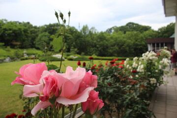 Naklejka premium Pink Flowers