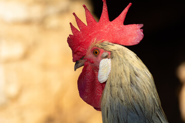 Gallinas  de raza Andaluza -España
