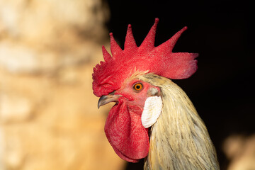 Gallinas  de raza Andaluza -España