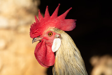Gallinas  de raza Andaluza -España