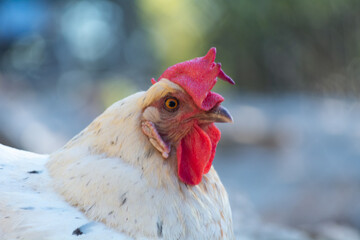 Gallinas  de raza Andaluza -España