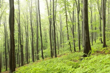 Beech trees in spring forest on a mountain slope in foggy, rainy weather	