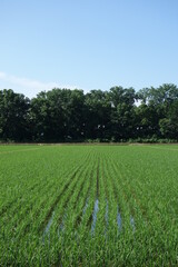 夏の北海道の田んぼと防風林（壁紙用）